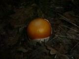 Amanita caesarea image