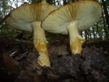 Amanita caesarea image