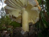 Amanita caesarea image