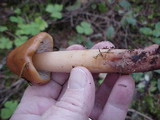 Phaeocollybia ammiratii image