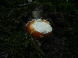 Amanita caesarea image