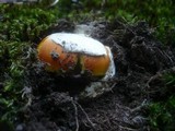 Amanita caesarea image