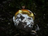 Amanita caesarea image