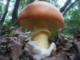 Amanita caesarea image