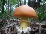 Amanita caesarea image