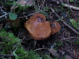 Phaeocollybia ammiratii image