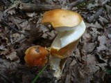 Amanita caesarea image