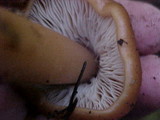 Phaeocollybia ammiratii image