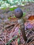 Elaphocordyceps capitata image