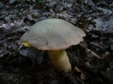 Boletus fechtneri image