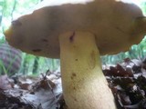 Boletus fechtneri image