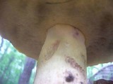 Boletus fechtneri image