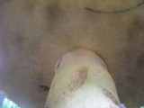 Boletus fechtneri image
