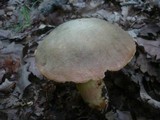 Boletus fechtneri image