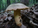 Boletus fechtneri image