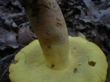Boletus fechtneri image