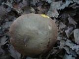 Boletus fechtneri image