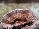 Trichaptum fuscoviolaceum image