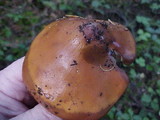 Phaeocollybia ammiratii image
