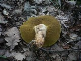 Boletus fechtneri image