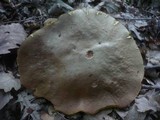 Boletus fechtneri image