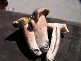 Lactarius rufus image
