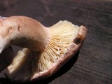 Lactarius rufus image