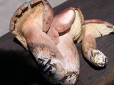 Lactarius rufus image