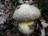 Boletus radicans image