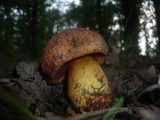 Boletus rhodopurpureus image