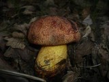 Boletus rhodopurpureus image