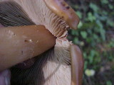 Phaeocollybia ammiratii image