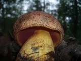 Boletus rhodopurpureus image