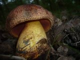 Boletus rhodopurpureus image