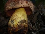 Boletus rhodopurpureus image