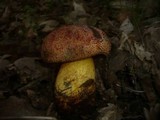 Boletus rhodopurpureus image