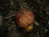 Boletus rhodopurpureus image