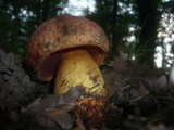 Boletus rhodopurpureus image