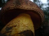 Boletus rhodopurpureus image