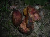 Boletus rhodopurpureus image