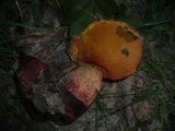 Boletus rhodopurpureus image