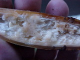 Phaeocollybia ammiratii image