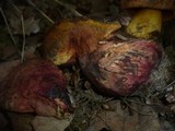 Boletus rhodopurpureus image