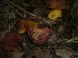Boletus rhodopurpureus image