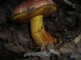 Boletus rhodopurpureus image