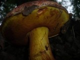 Boletus rhodopurpureus image