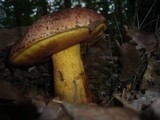 Boletus rhodopurpureus image