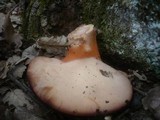 Fistulina hepatica image