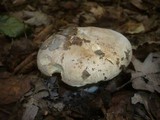 Leucopaxillus tricolor image