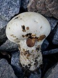 Lycoperdon excipuliforme image